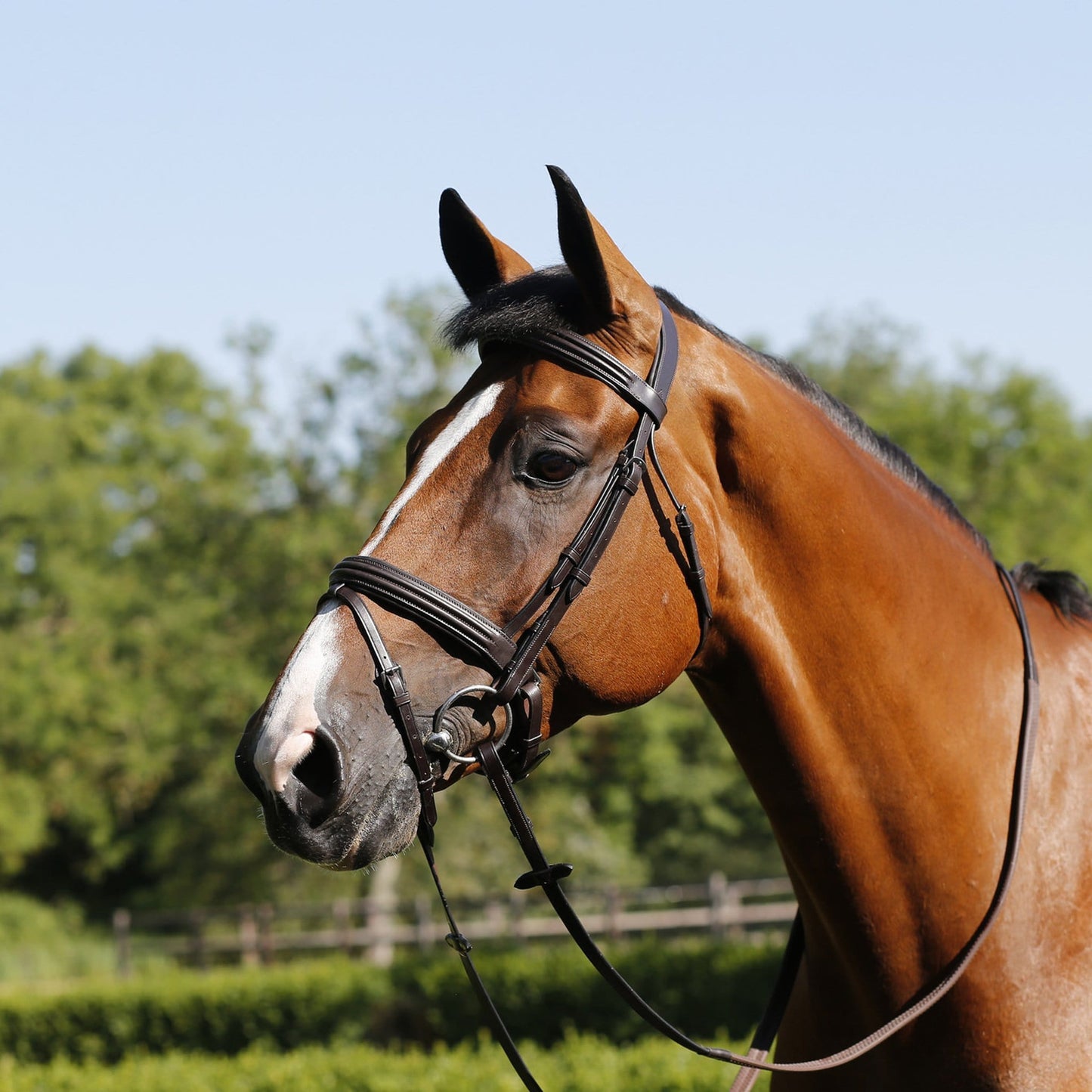 Mark Todd Double Raised Bridle