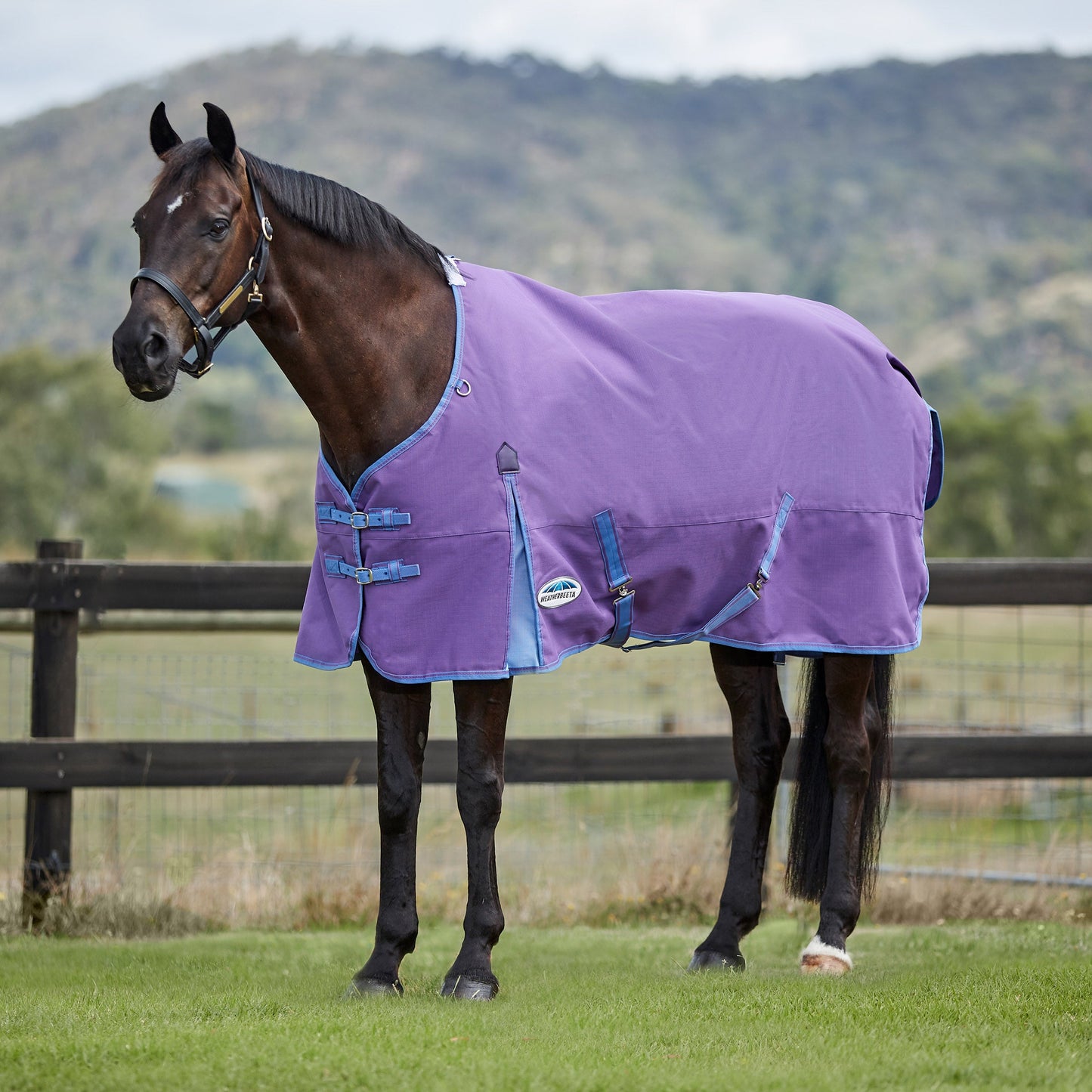 Weatherbeeta Comfitec Essential Standard Neck Lite Plus