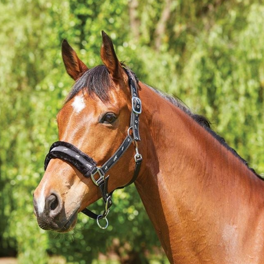 Saxon Fleece Lined Ribbon Headcollar