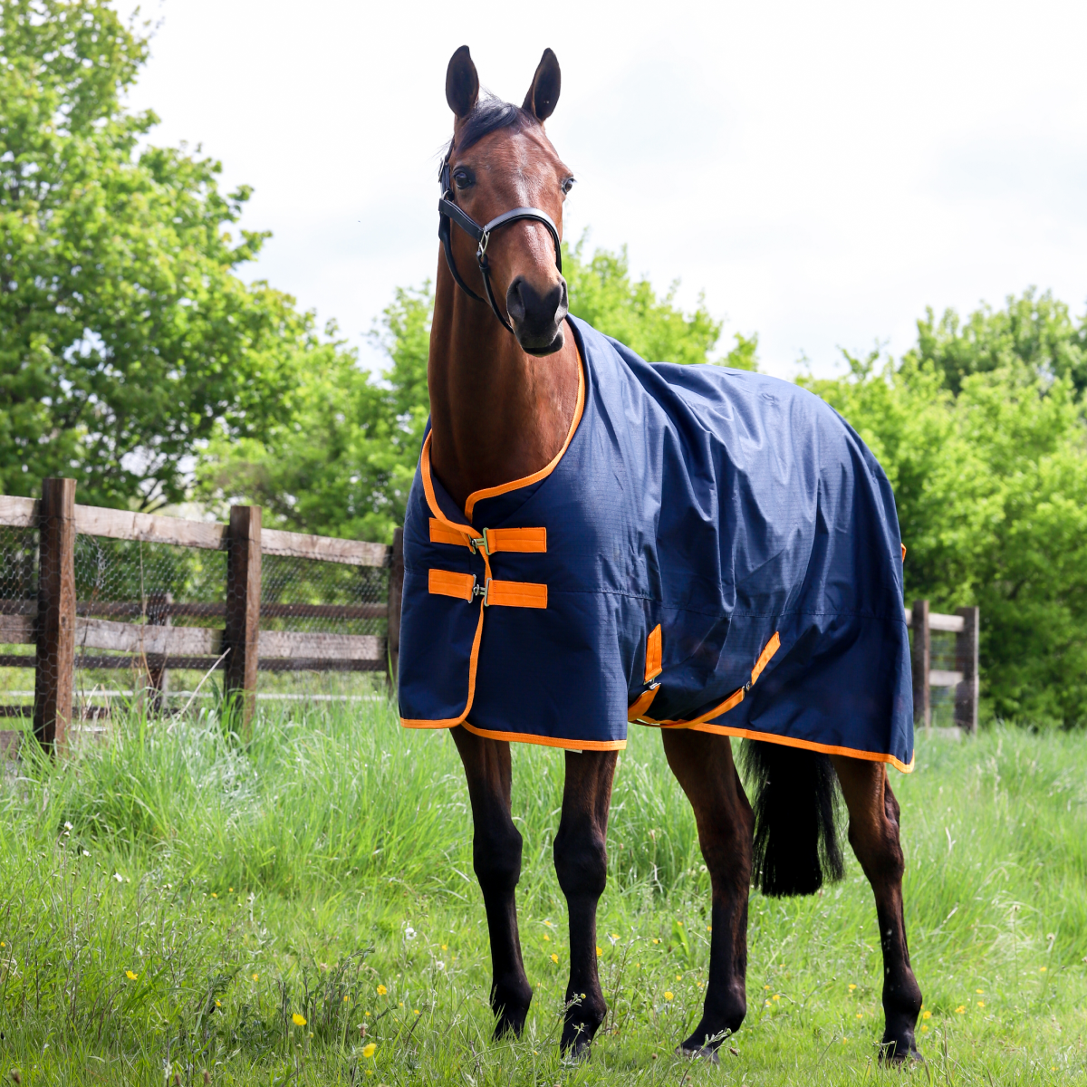 GS Equestrian Standard Neck 200g Turnout Rug