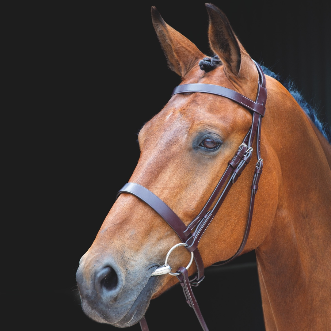 Shires Salisbury Berrington Bridle