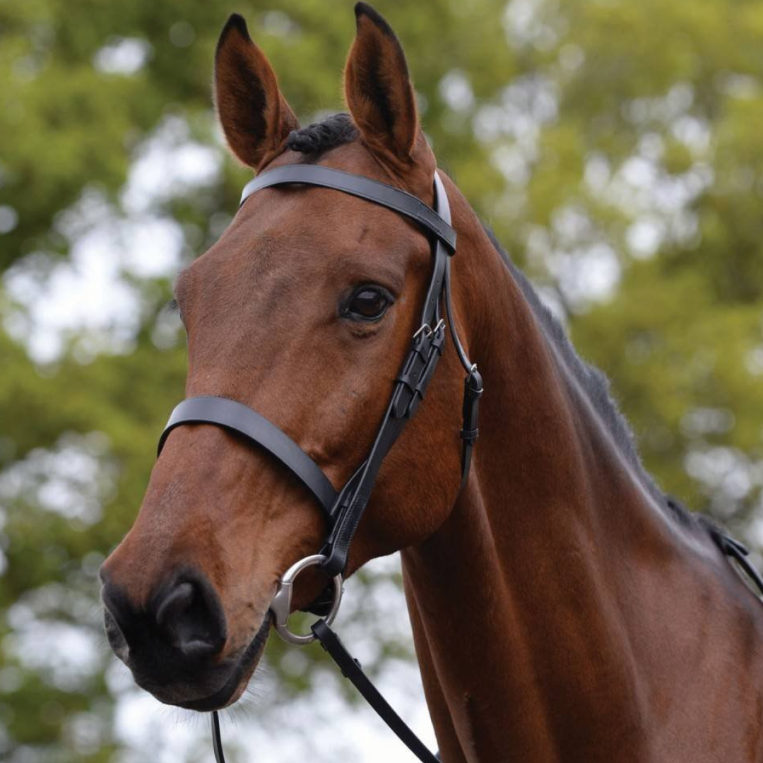 Kincade Hunt Cavesson Bridle