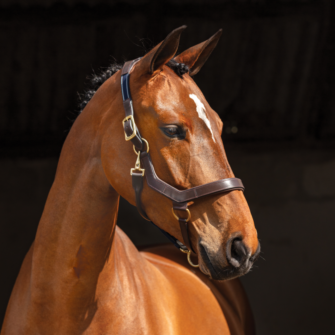 Horseware Ireland Rambo Micklem Headcollar