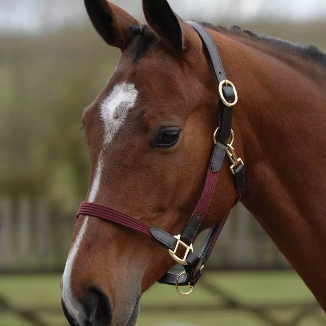 Kincade Leather Web Headcollar