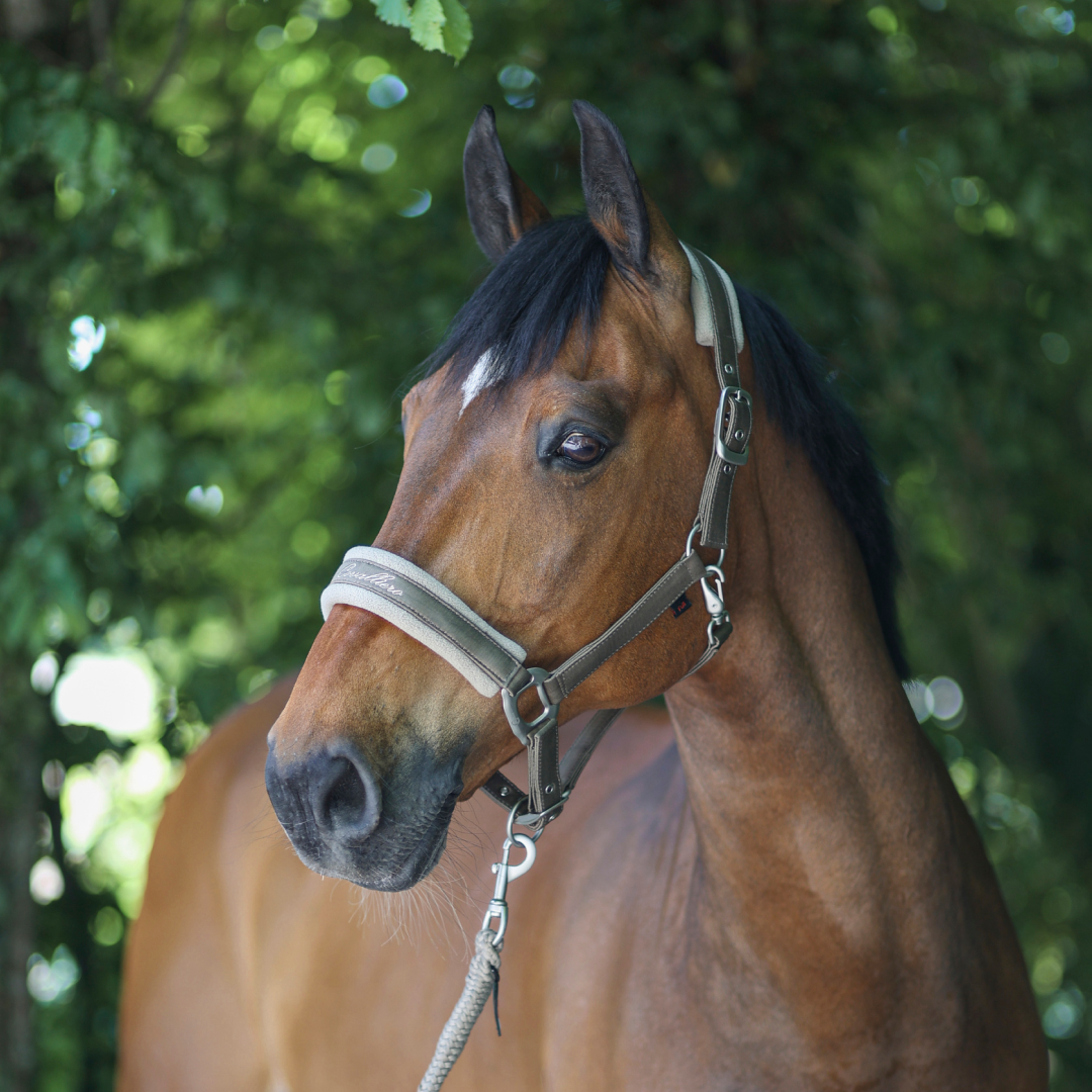 Covalliero Padded Headcollar