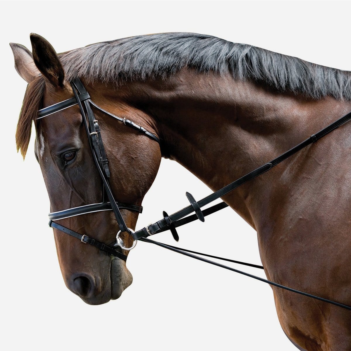 Kincade Elastic Chambon Training Strap