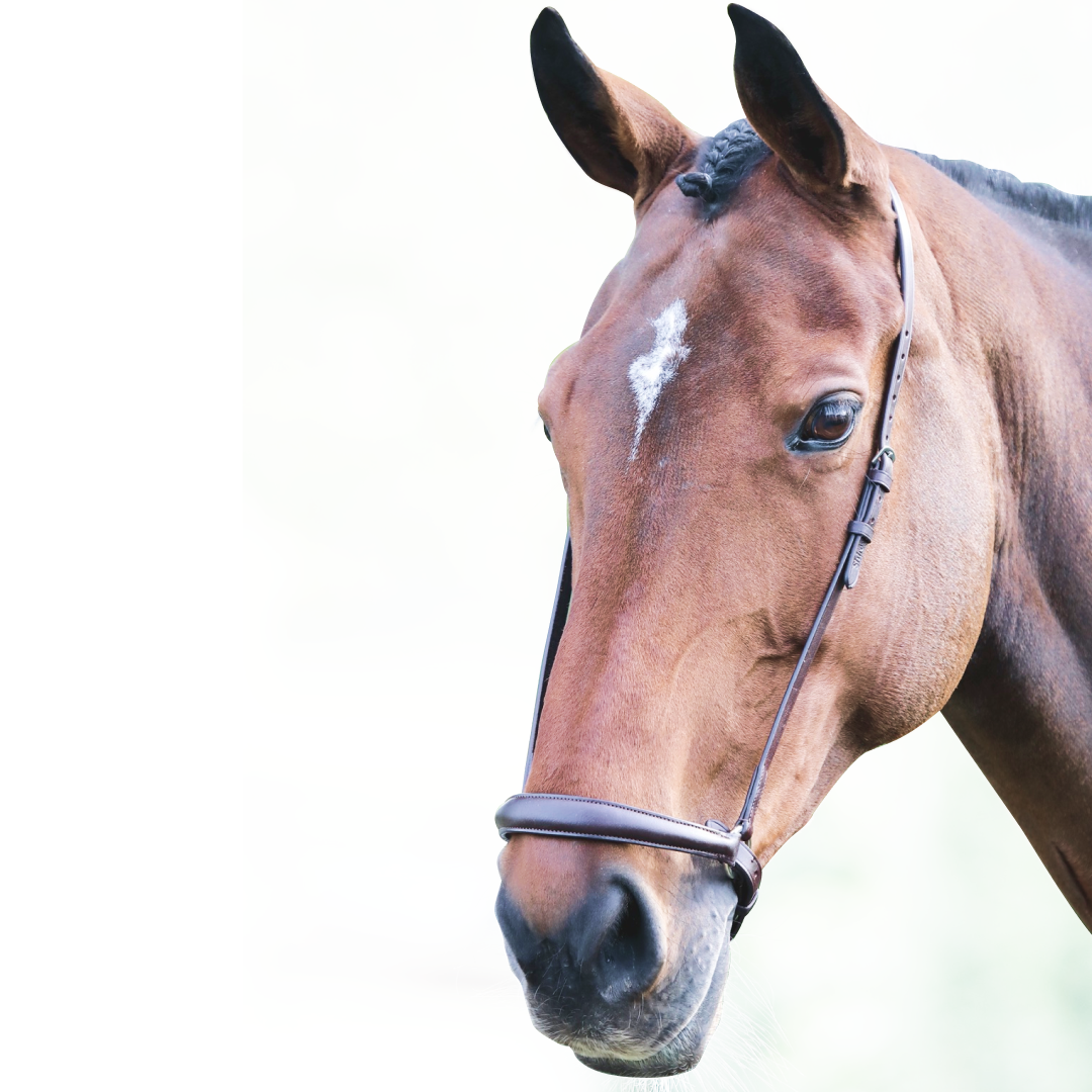 SHIRES Velociti Gara Drop de la nariz