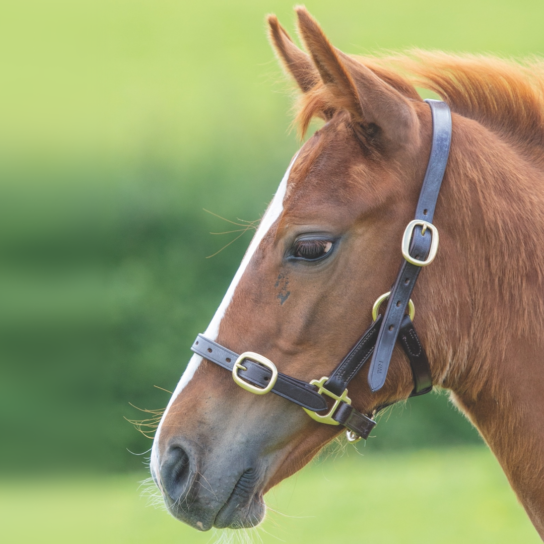 SHIRES Velociti Gara Potreno de cuero ajustable HEADCOLAR
