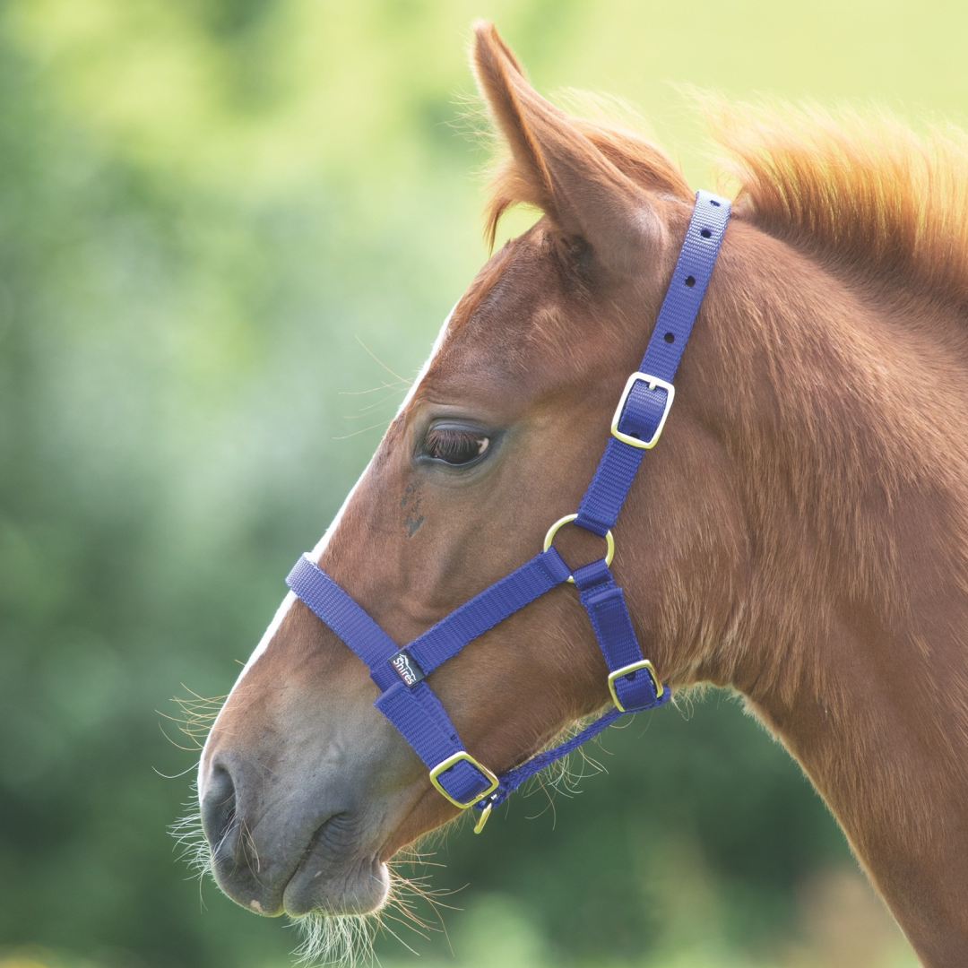 SHIRES Potres de nylon HeadcoloLar