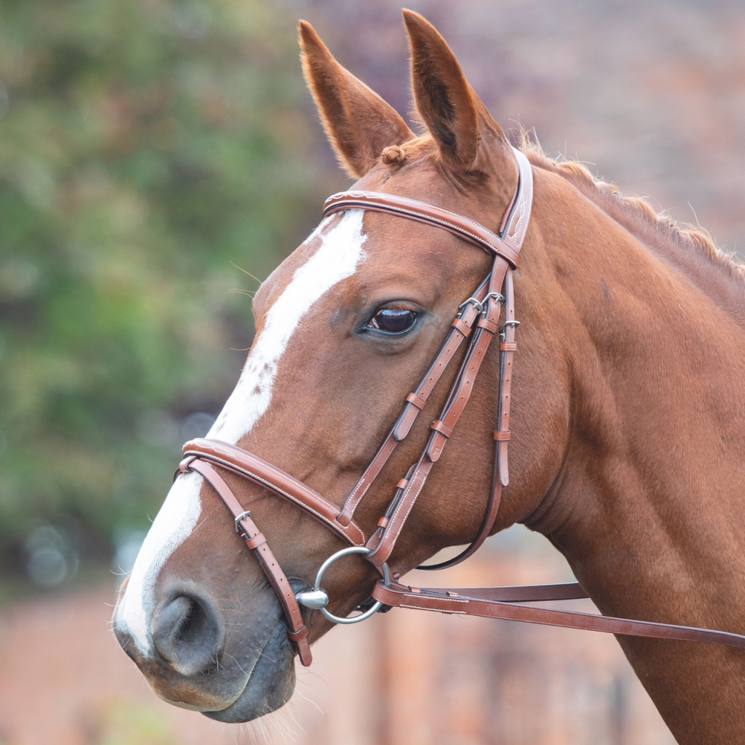 Shires Avignon Padded Raised Flash Bridle