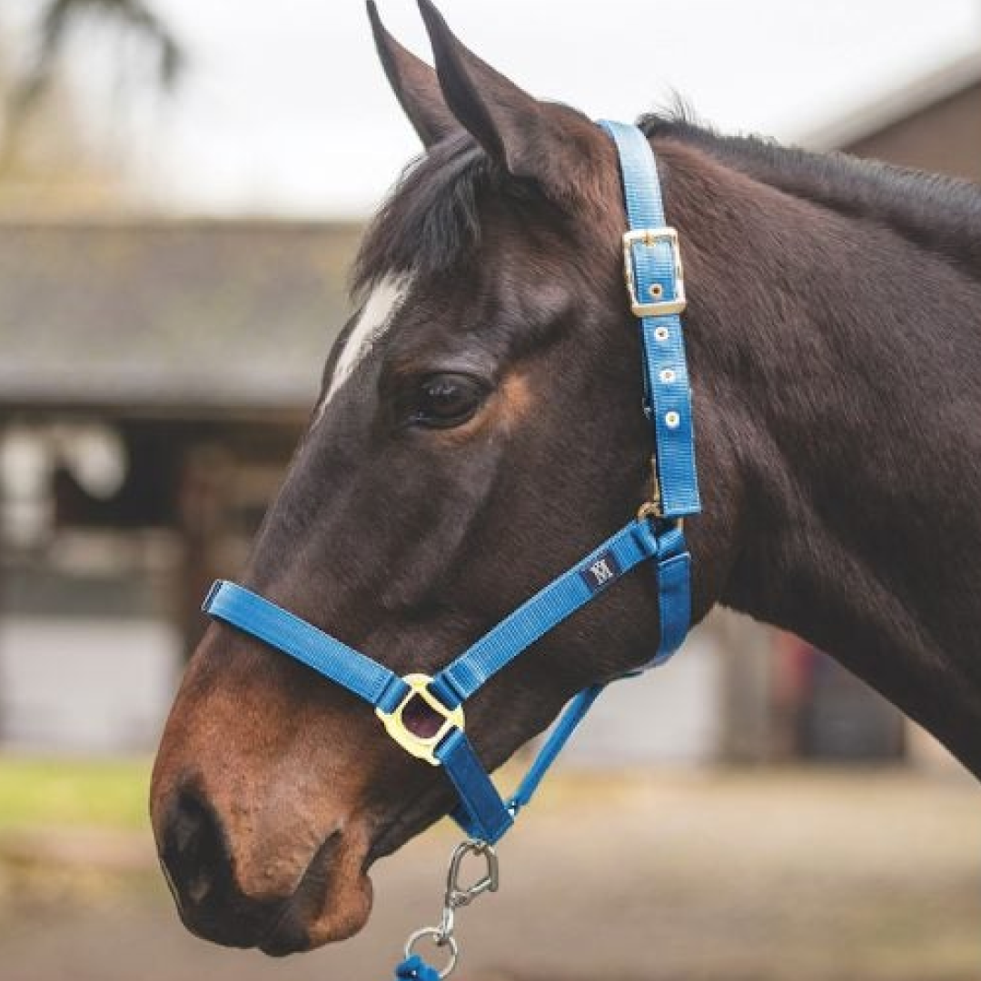Mark Todd Safety Turnout Headcollar