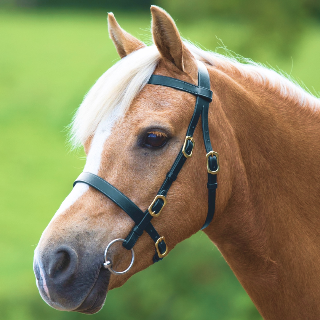 Shires Velociti GARA Plain In-hand Bridle