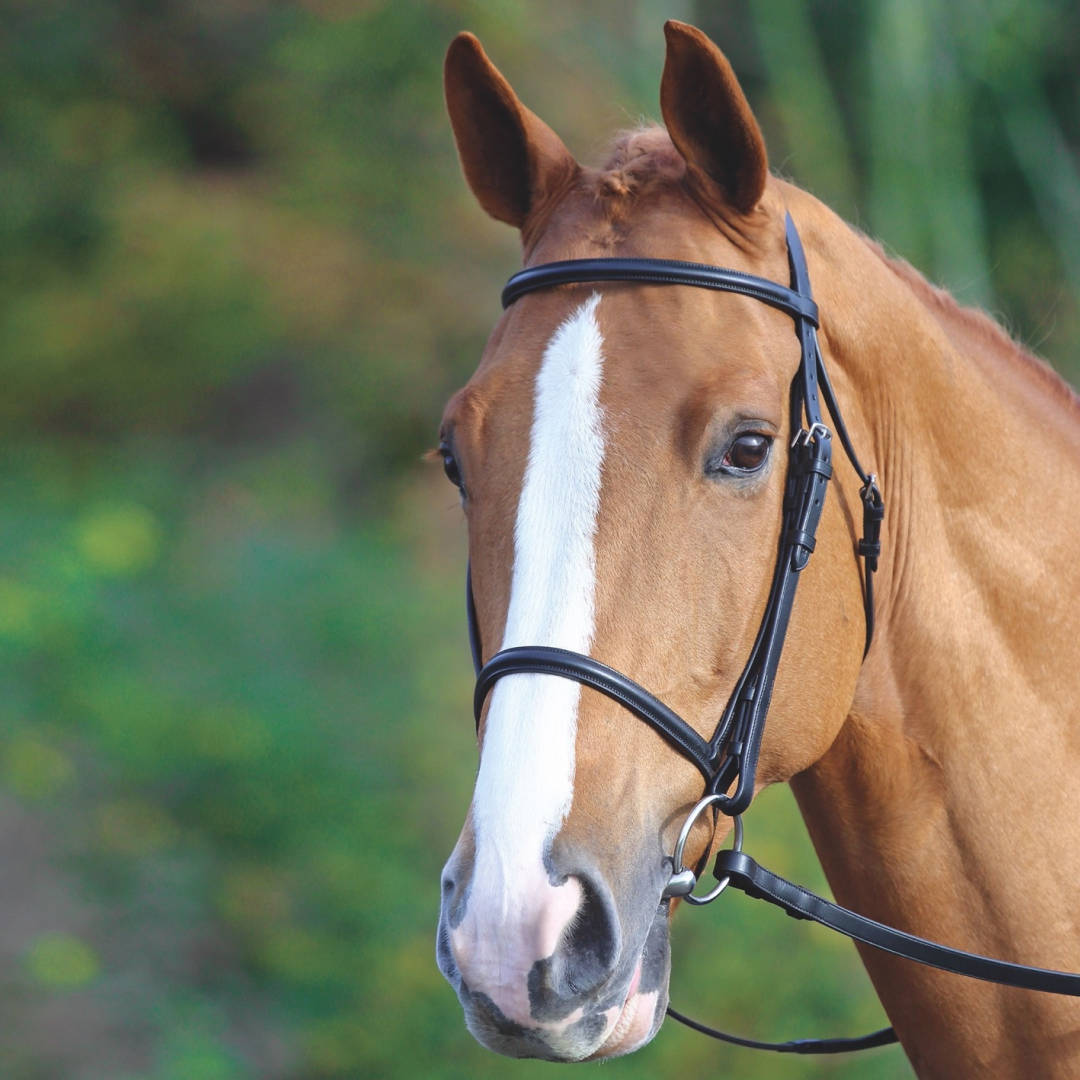 SHIRES Aviemore elevado Cavesson Bridle
