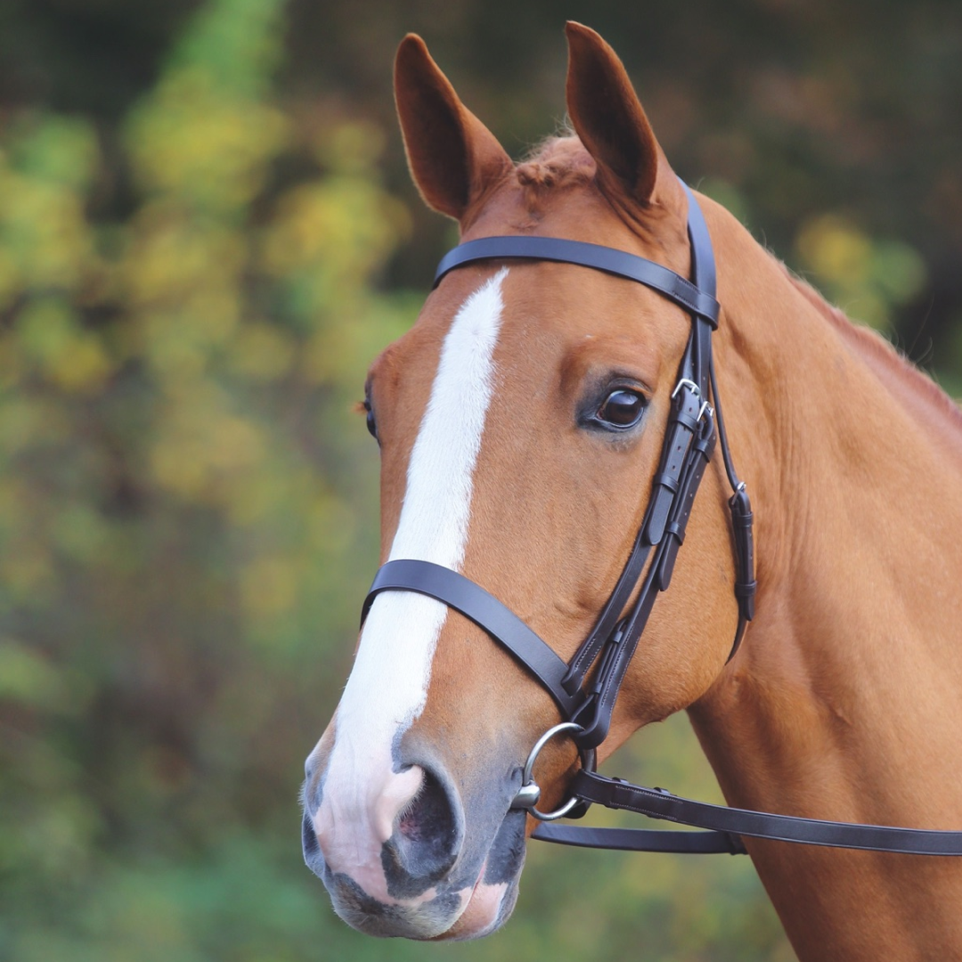 SHIRES Velociti Gara Plain Bridle