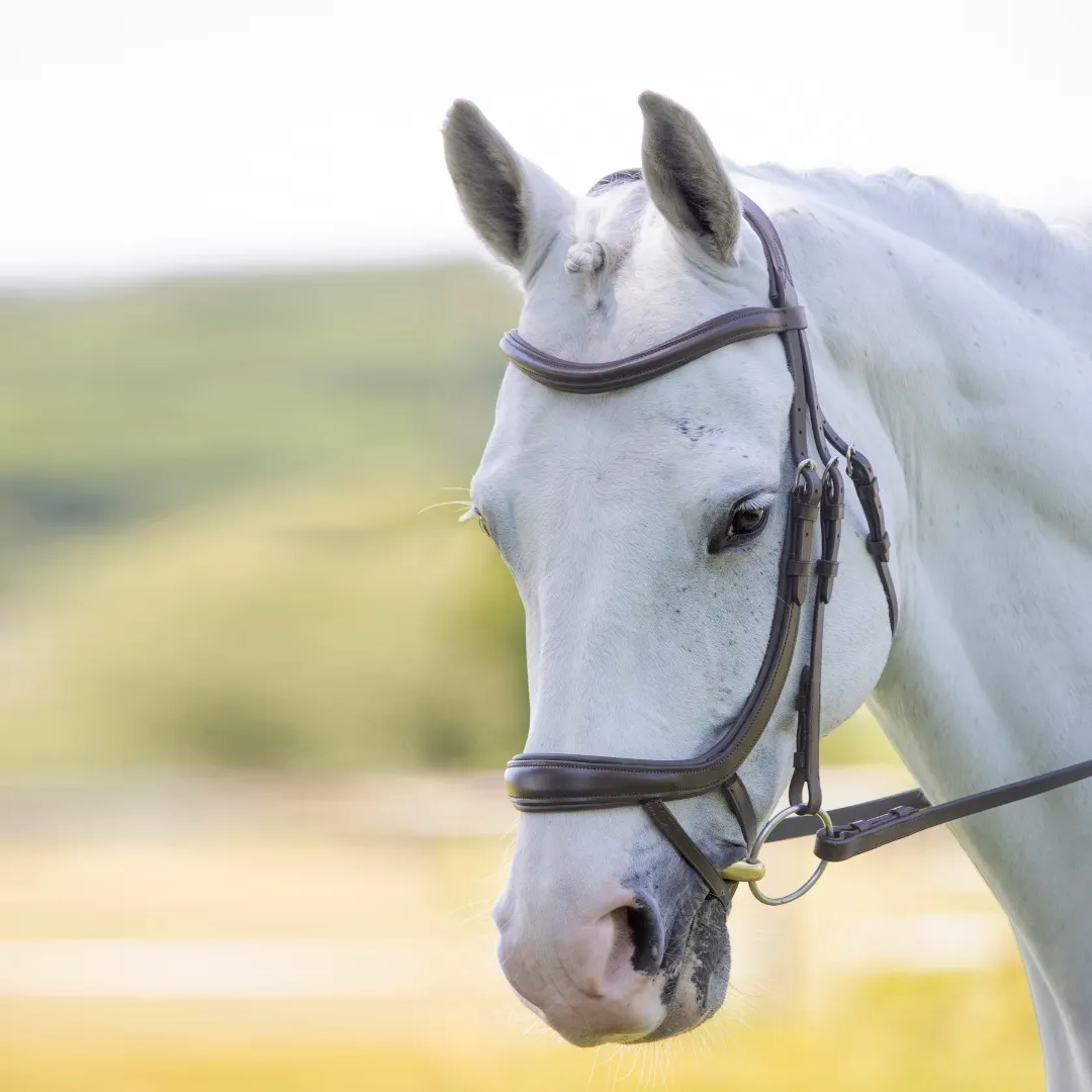 Shires Velociti RAPIDA Ergonomic Curved Flash Bridle