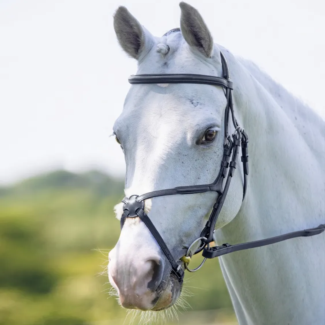 Shires Velociti RAPIDA Grackle Bridle