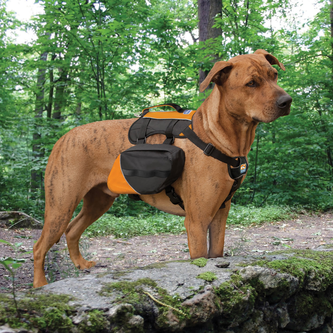 Kurgo Baxter Backpack