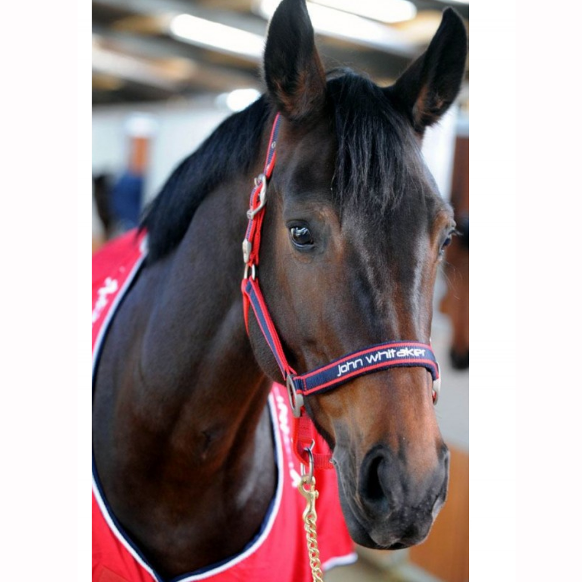 John Whitaker Padded Fleece Headcollar