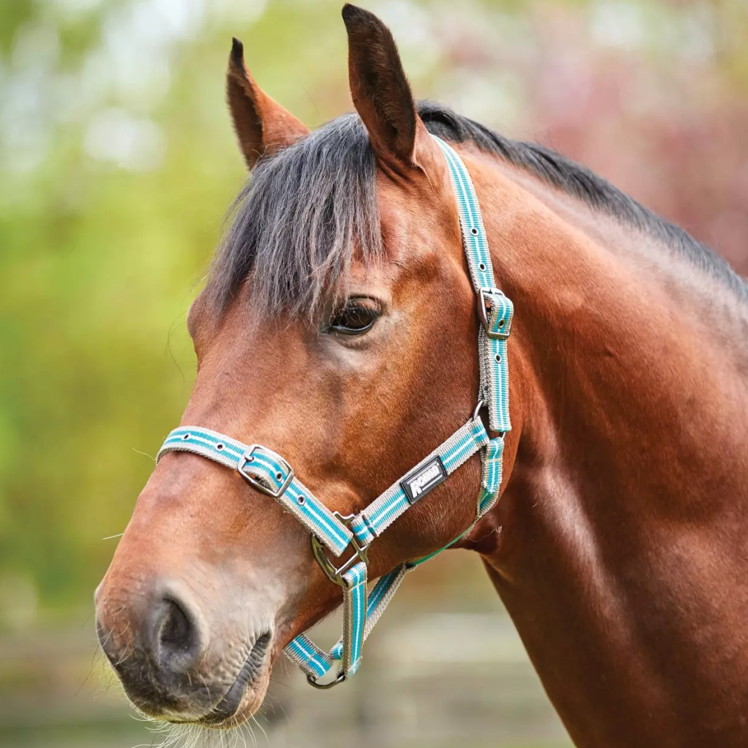 Roma Stripe Headcollar