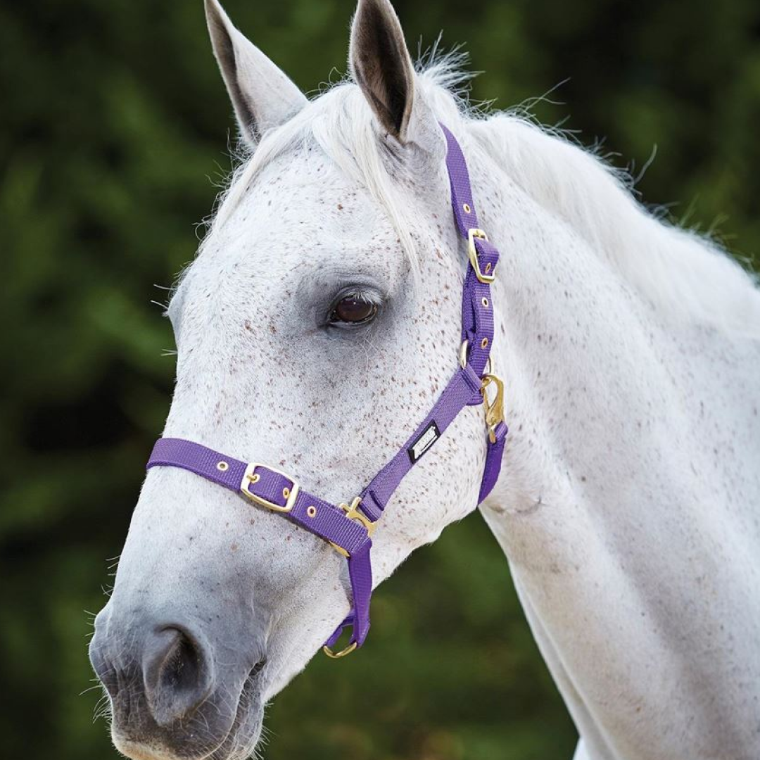 Roma Adjustable Quick Clip Headcollar