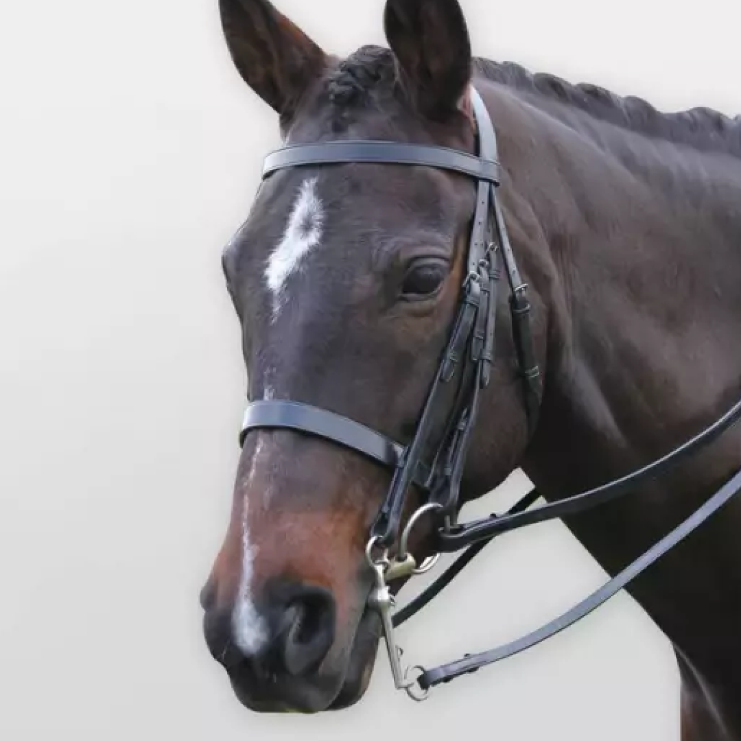 Kincade Show Weymouth Bridle