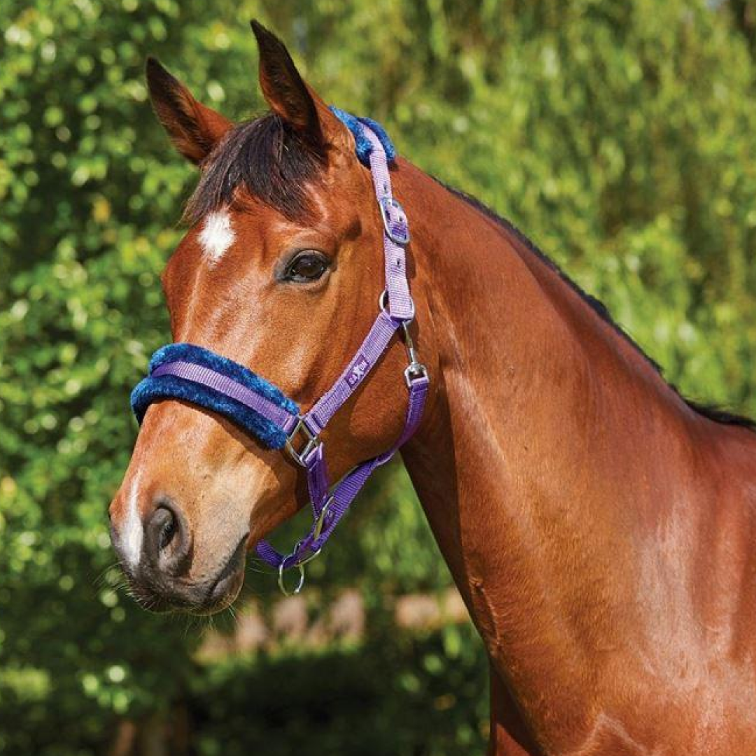 Saxon Element Fleece Headcollar