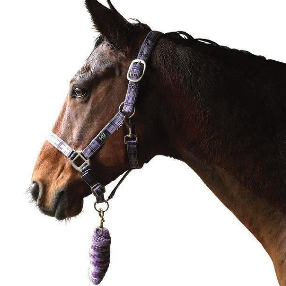 Hy Tartan Head Collar with Lead Rope