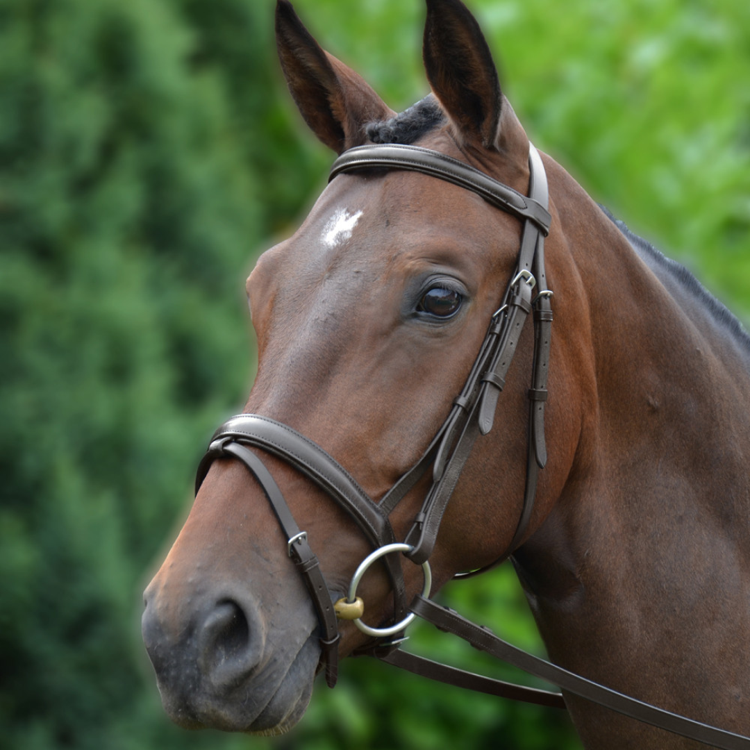 Hy Padded Flash Bridle with Rubber Grip Reins
