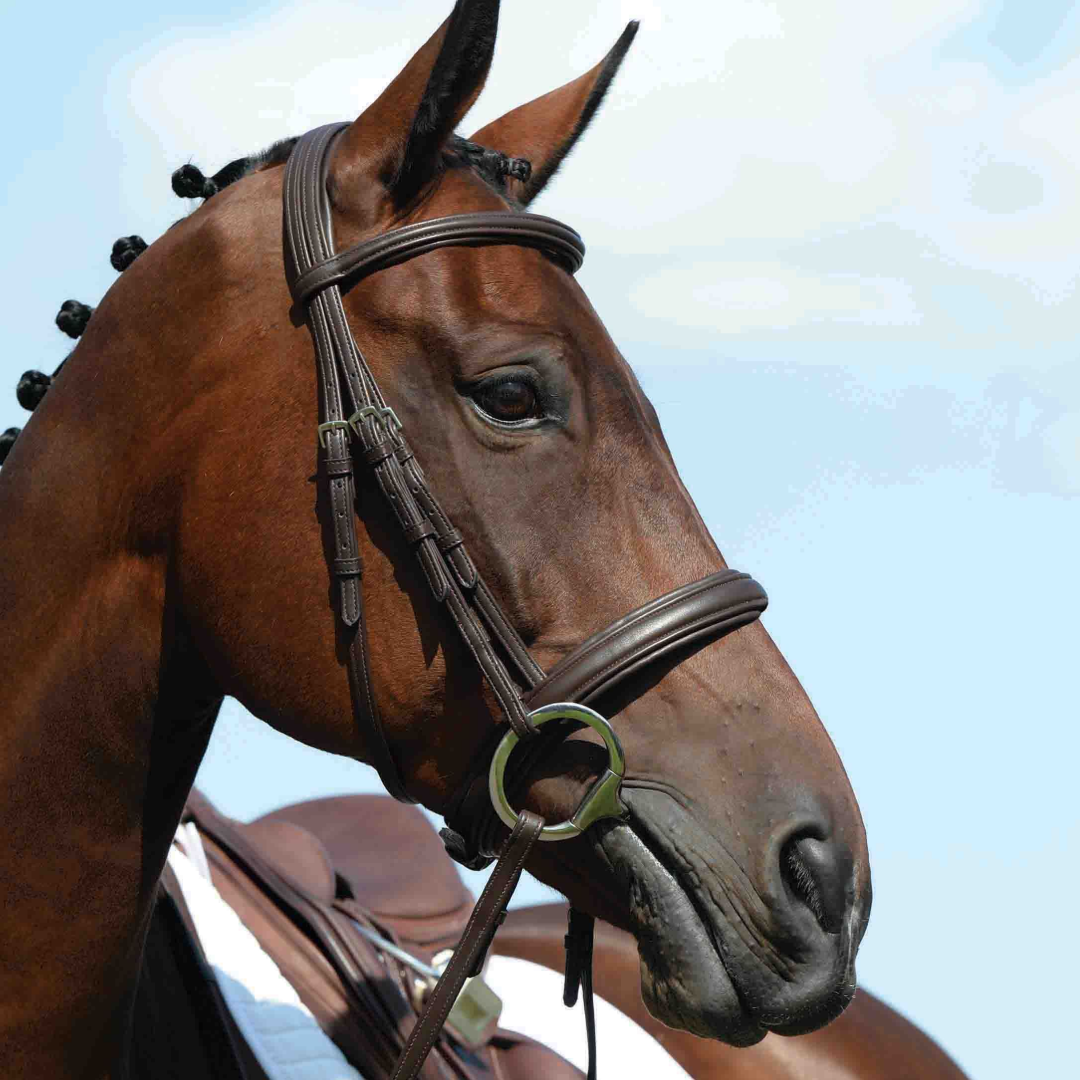 Collegiate Syntovia+ Raised Padded Cavesson Bridle