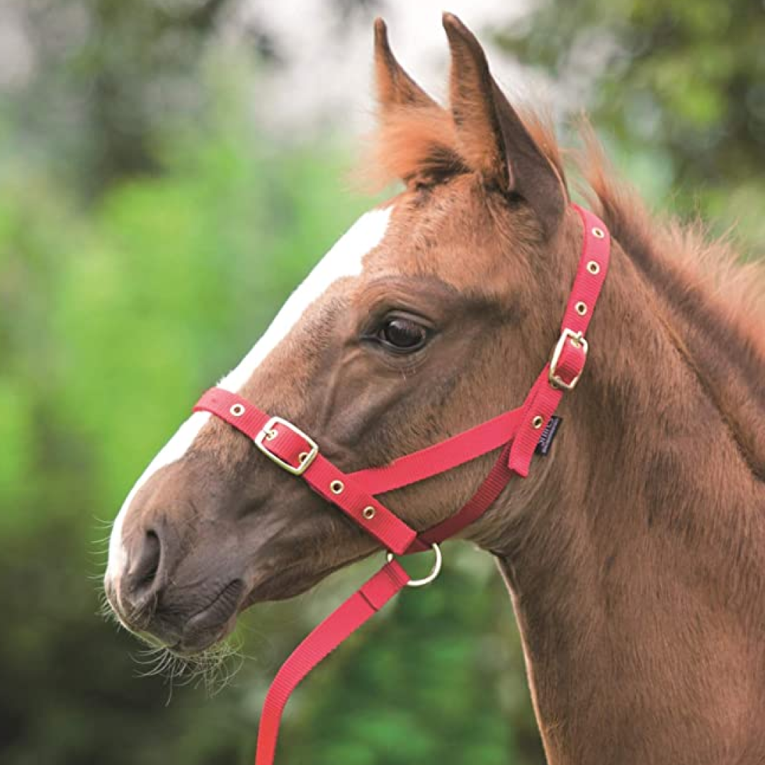Shires Nylon Foal Slip