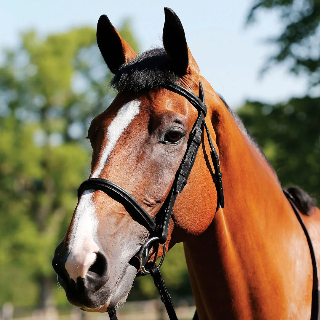JHL Essential Raised Cavesson Bridle