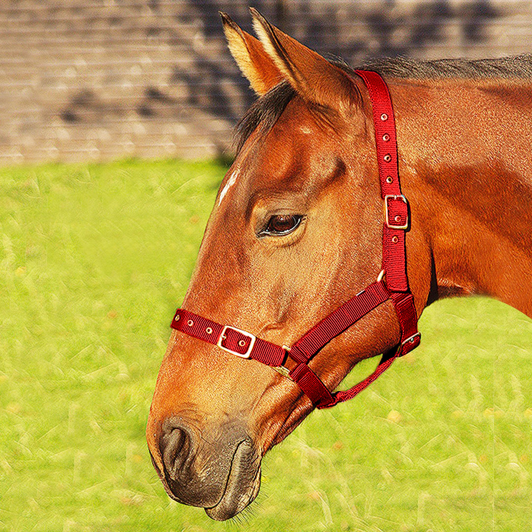 JHL Orion Headcollar