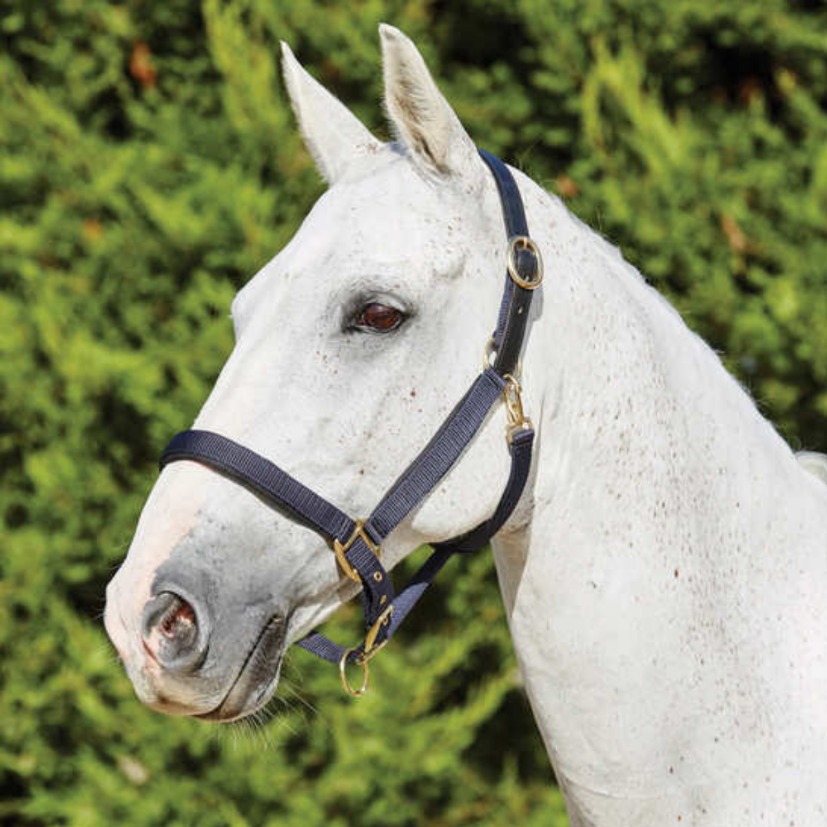 Kincade Deluxe Webbed Head Collar with Leather Crown