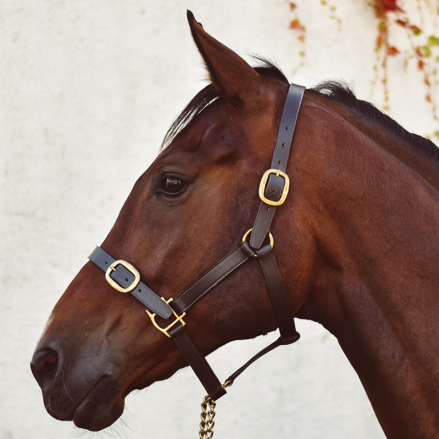 Mackey Classic Leather Headcollar