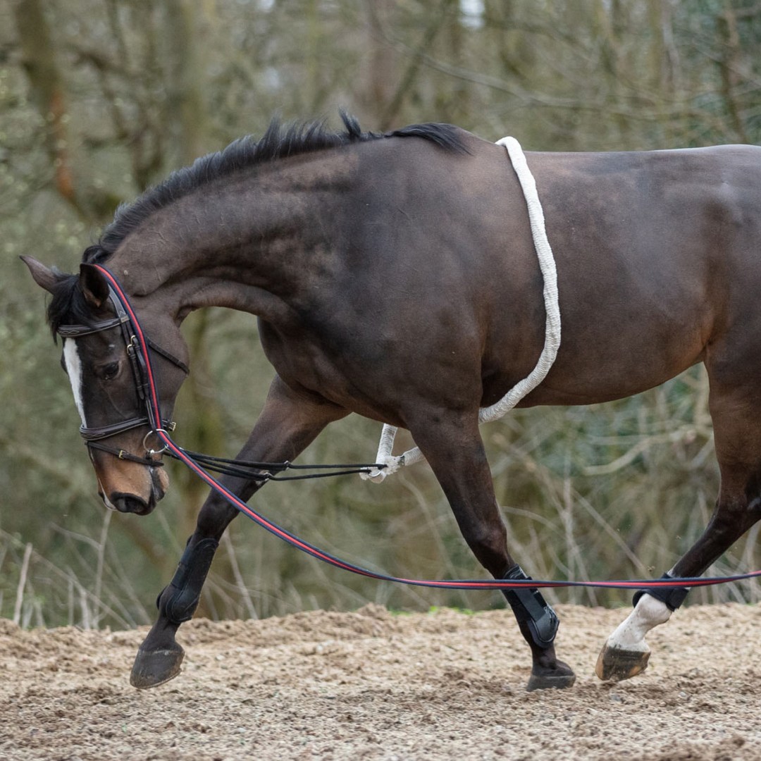 Mark Todd Lunging Aid