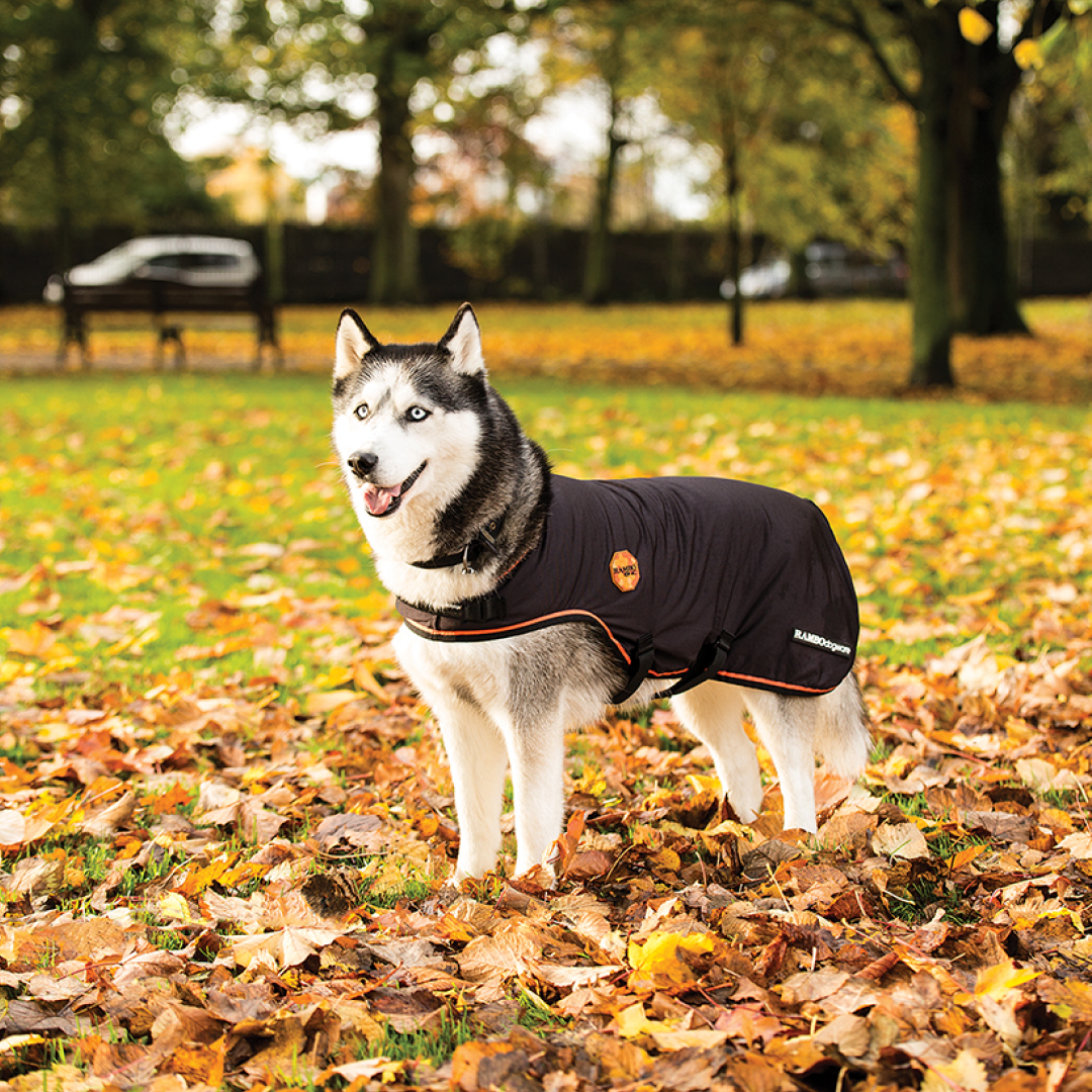 Horseware Ireland Rambo Ionic Dog Rug