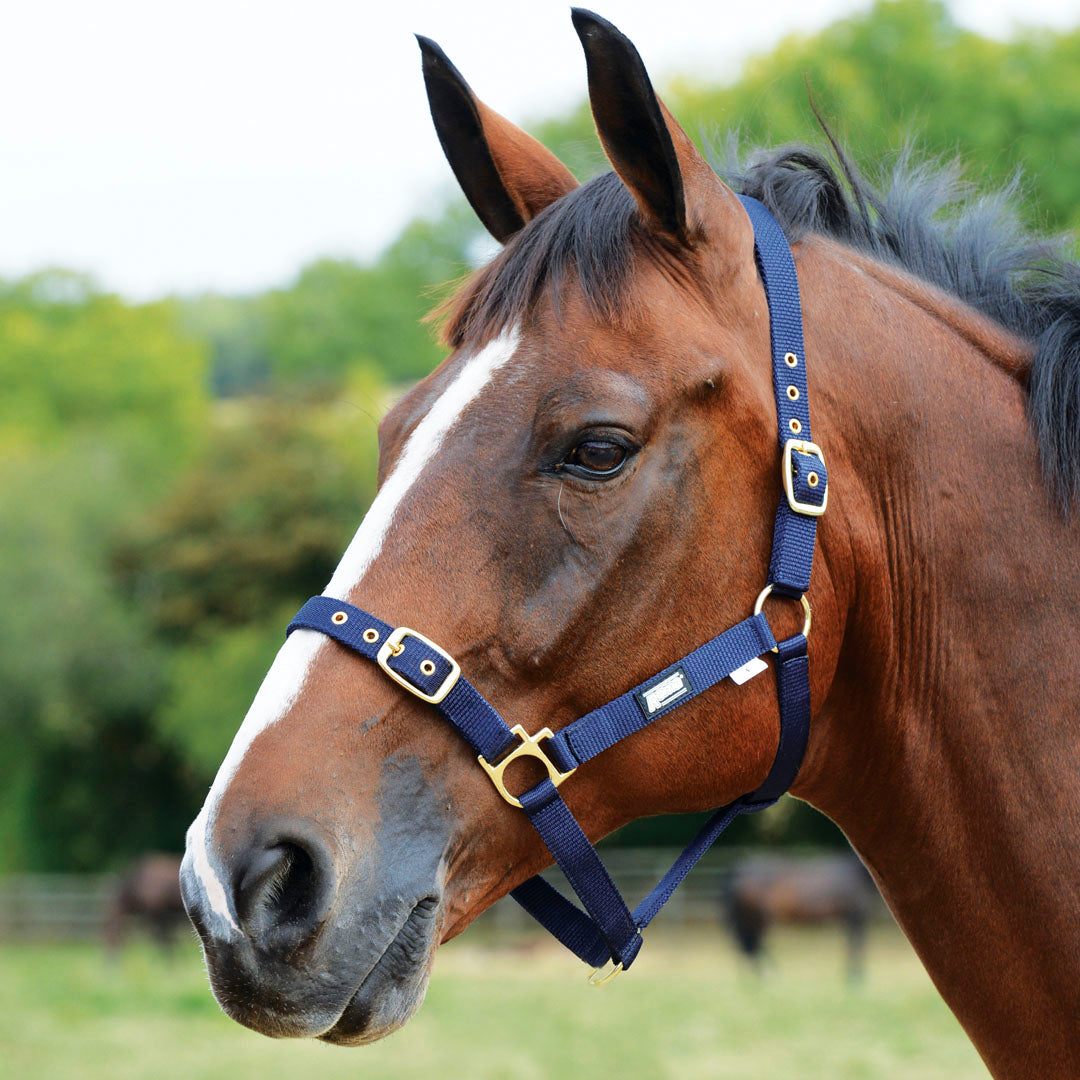 Roma Adjustable Headcollar