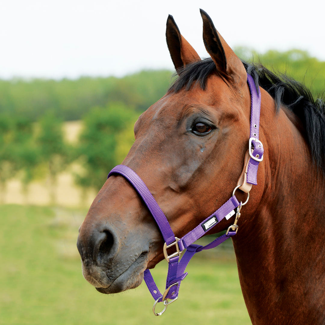 Roma Breakaway Headcollar