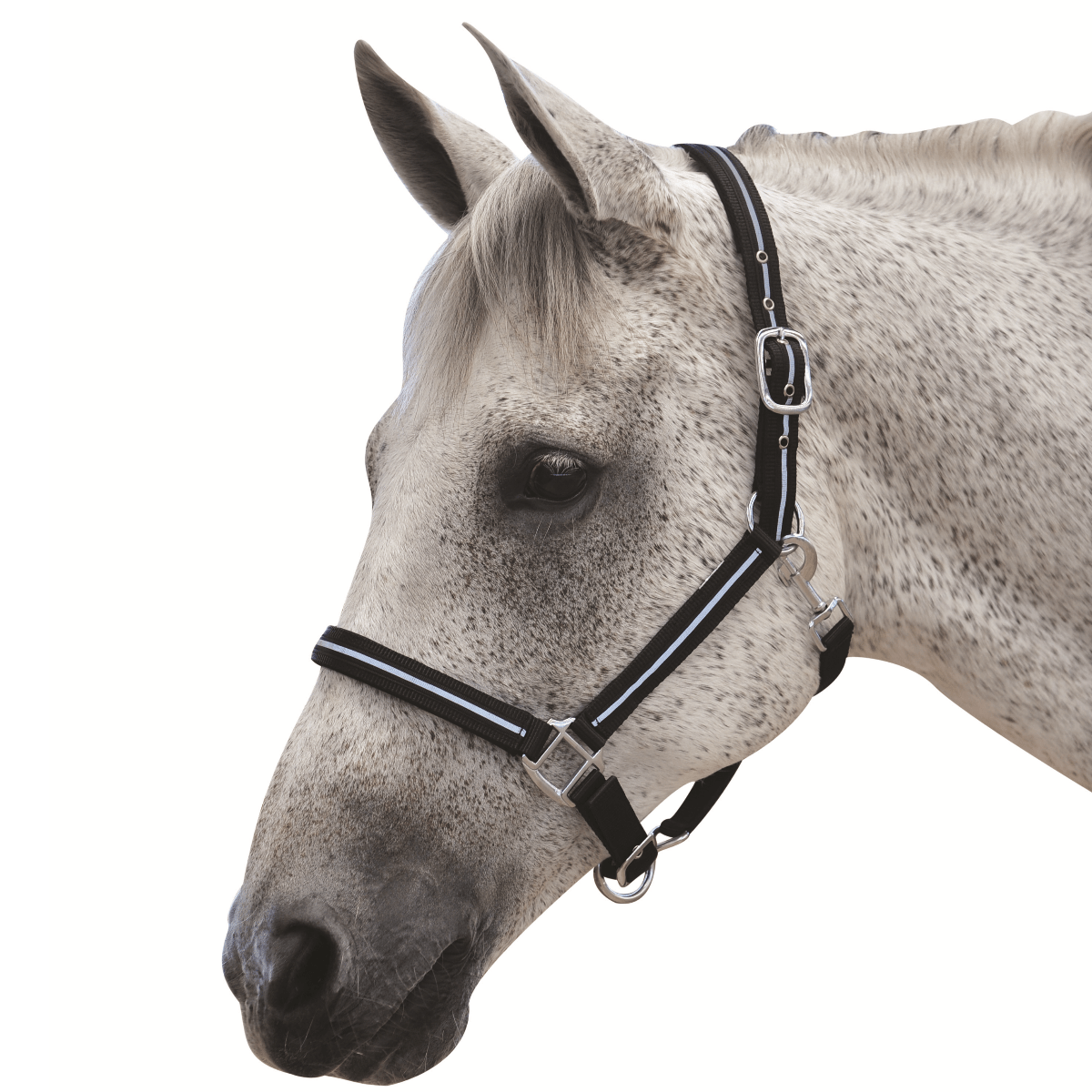 Roma Reflective Headcollar