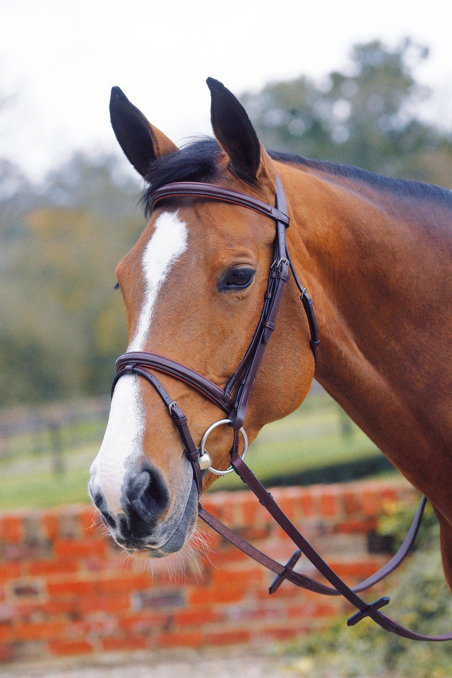 Mark Todd Square Raised Padded Flash Bridle