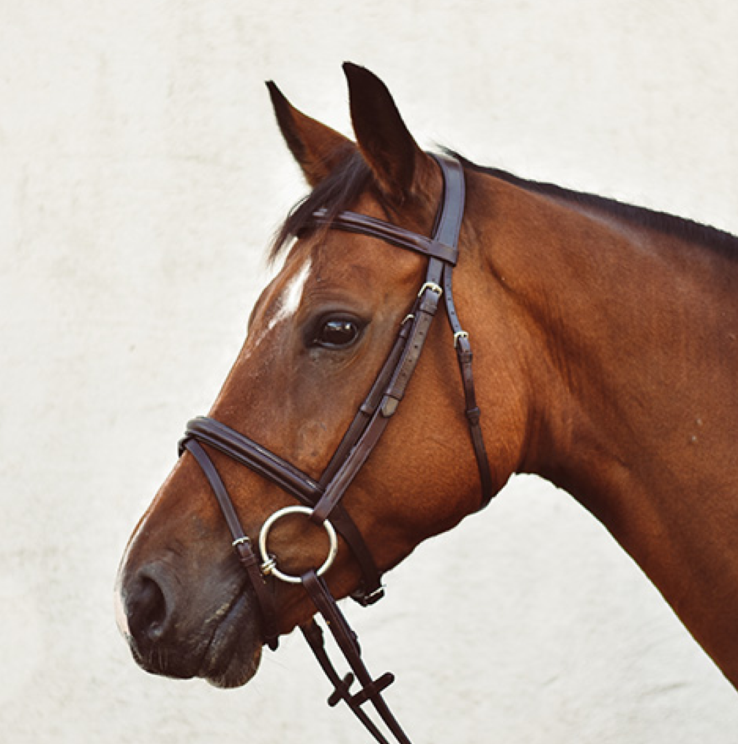 Mackey Legend Flash Bridle