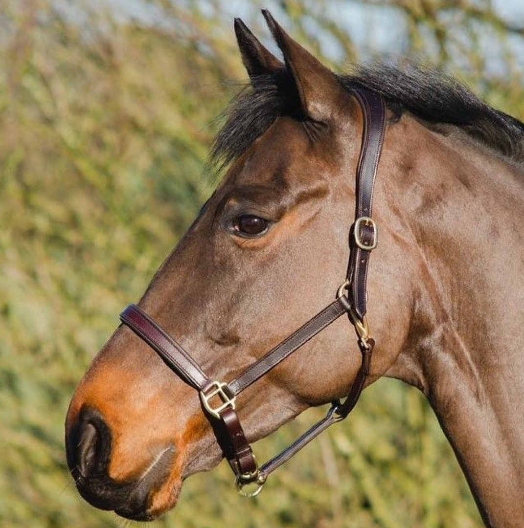 Mackey Legend Helios Leather Headcollar