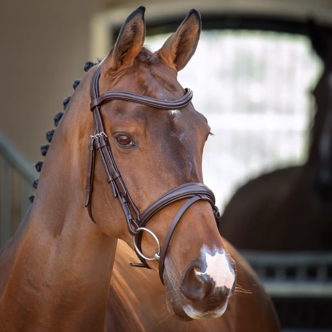 Shires Lusso Padded Raised Flash Bridle