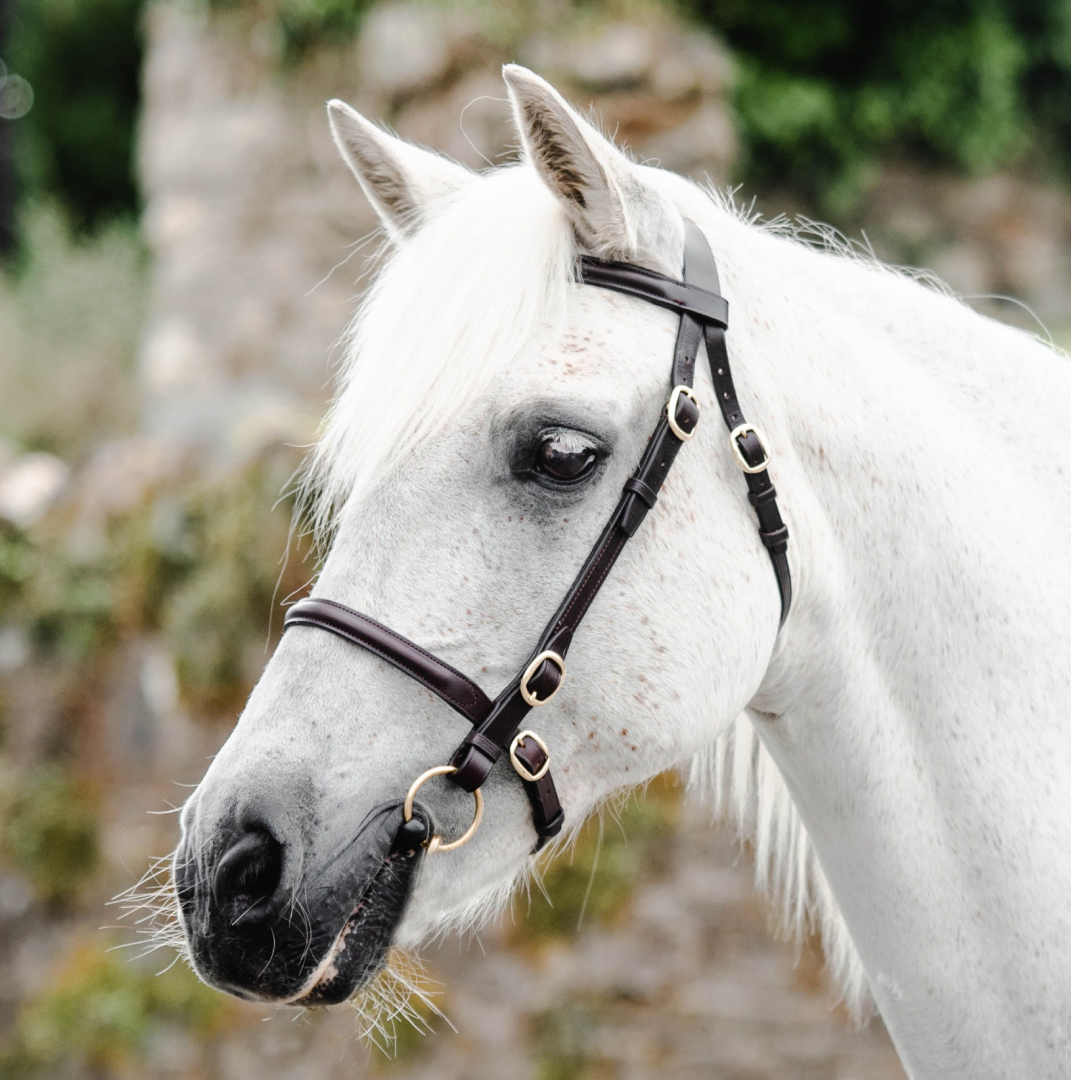 Mackey Classic In-Hand Bridle