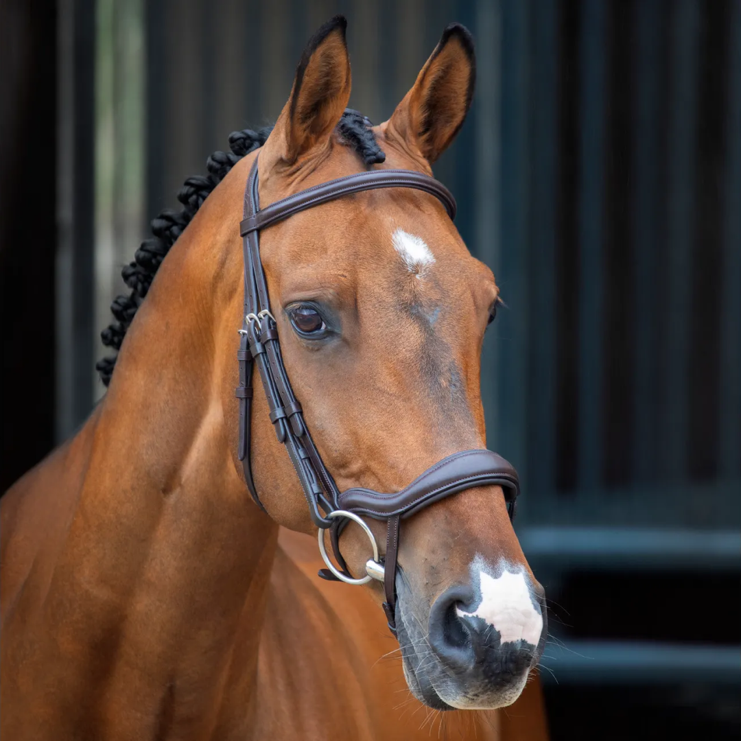 Shires Lusso Ergonomic Flash Bridle