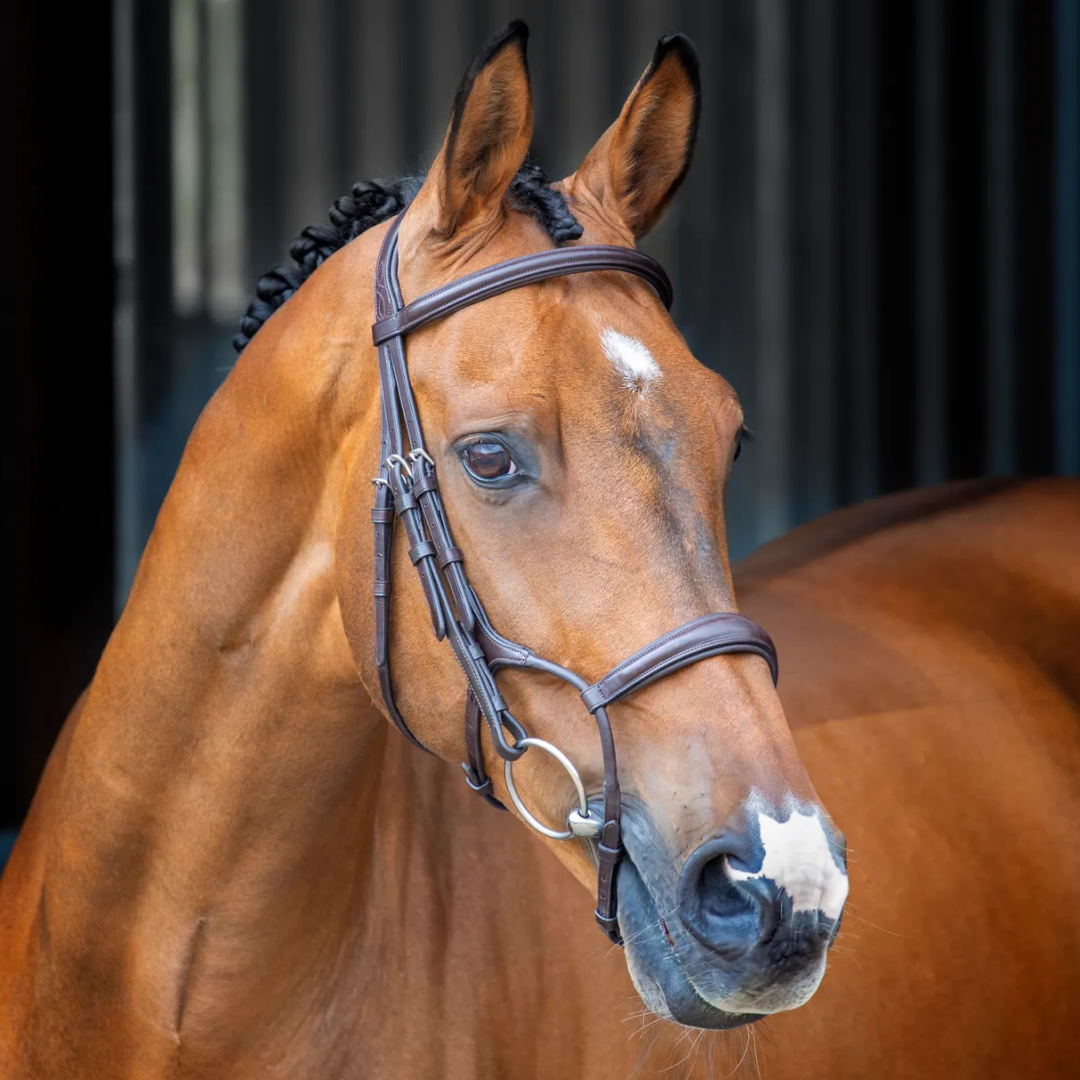 Shires Lusso Rolled Padded Cavesson Bridle