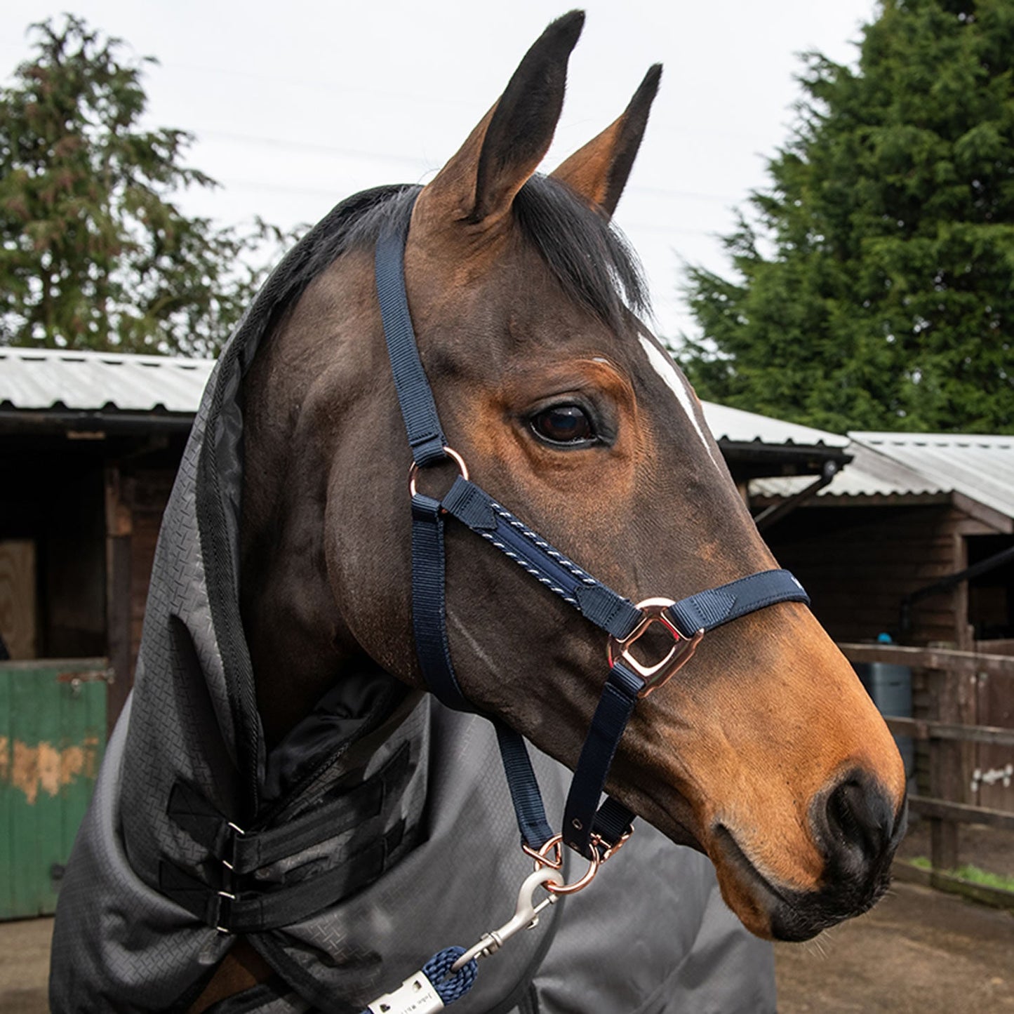 Whitaker Bradshaw Headcollar