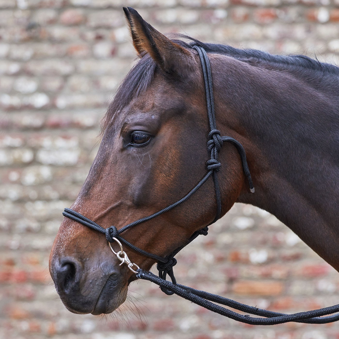 Waldhausen Knotted Halter With Reins