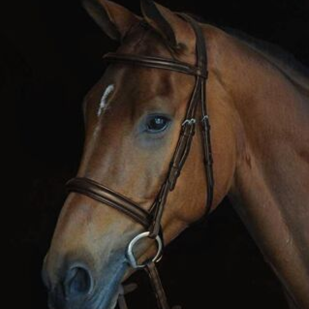 Collegiate Comfort Crown Padded Raised Cavesson Bridle