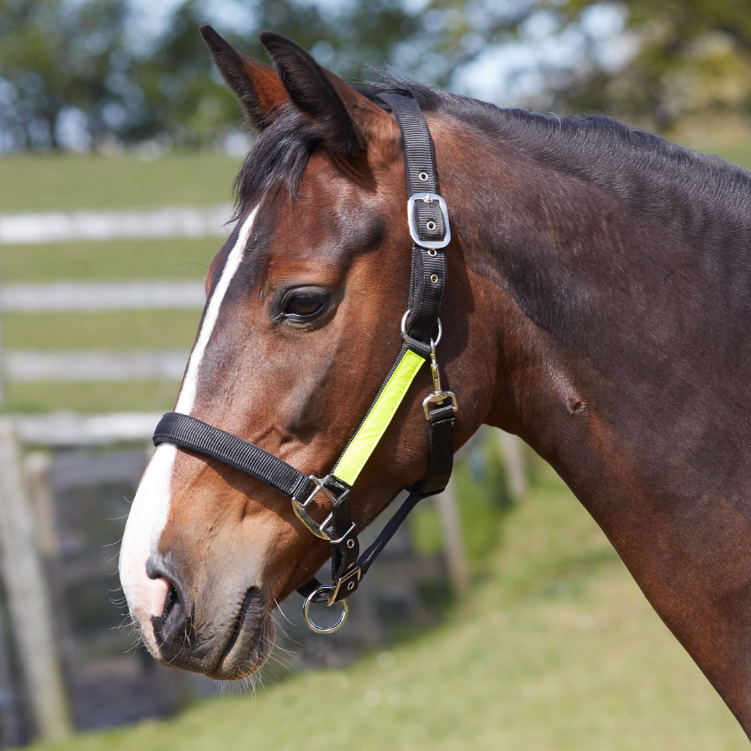 Bitz Field Safe Headcollar with Hi-Viz Trim